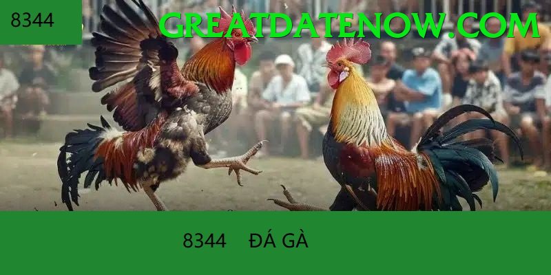 Trường Đấu Đá Gà Chuyên Nghiệp