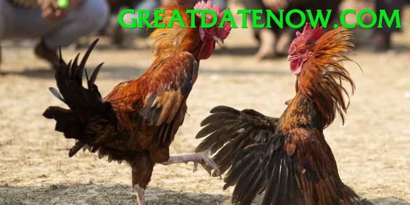 Cách Đọc Kèo Đá Gà